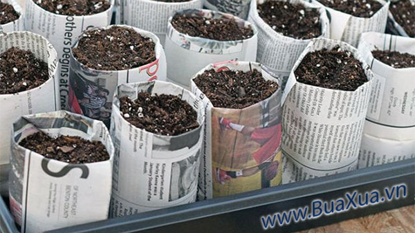 Dùng giấy báo cũ làm chậu ươm hạt giống trồng cây