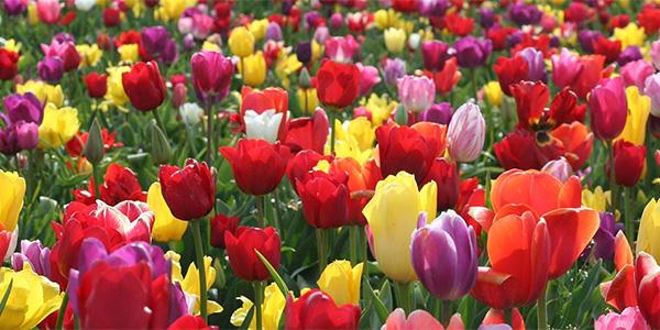 Hoa Tulip