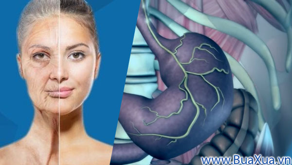 Cách chống lão hóa từ bên trong cơ thể