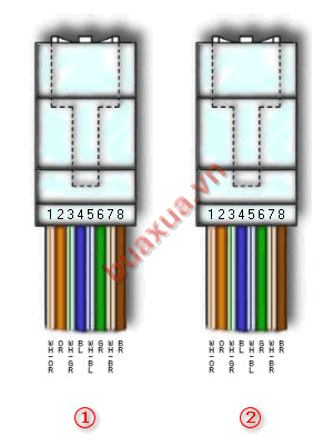Gắn dây cáp vào đầu cắm RJ45 theo kiểu bấm thẳng