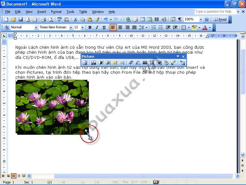 resize-picture