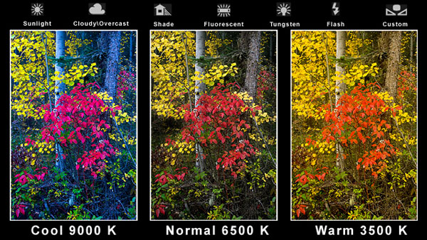 So sánh nhiệt độ màu - Color Temperature giữa Lạnh - Cool và Bình thường - Normal và Ấm - Warm