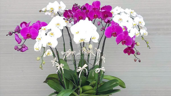 Hoa Lan ngày Tết