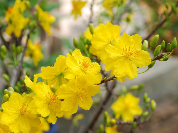 Hoa Mai ngày Tết