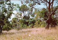 rung_binh_chau.jpg